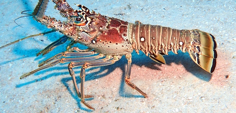Creationsfl.com
